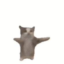 happy cat gif